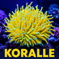 Koralle