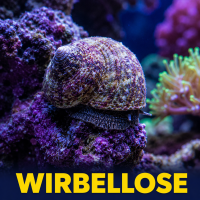 Wirbellose
