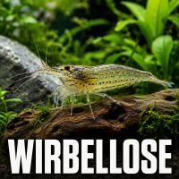 Wirbellose
