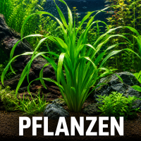 Pflanzen