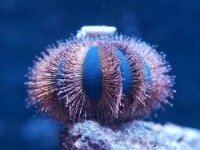 Kugelseeigel / Mespilla globulus