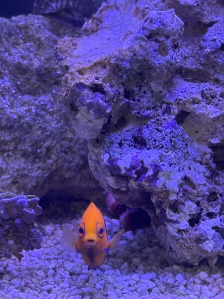Orangerücken Zwergkaiserfisch / Centropyge acanthops