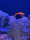 Orangerücken Zwergkaiserfisch / Centropyge acanthops