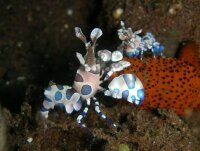 Östliche Harlekingarnele / Hymenocera picta