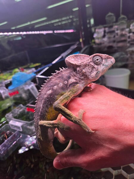Warzenchamäleon / Furcifer verrucosus
