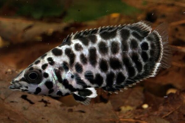 Leopard Buschfisch / Ctenopoma acutirostre