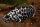 Leopard Buschfisch / Ctenopoma acutirostre