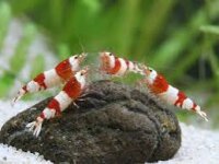 Bienengarnelen / Caridina logemanni