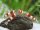 Bienengarnelen / Caridina logemanni