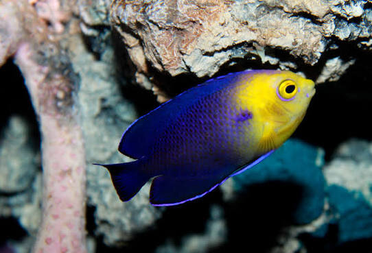 Blauer Zwergkaiserfisch / Centropyge argi