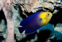 Blauer Zwergkaiserfisch / Centropyge argi