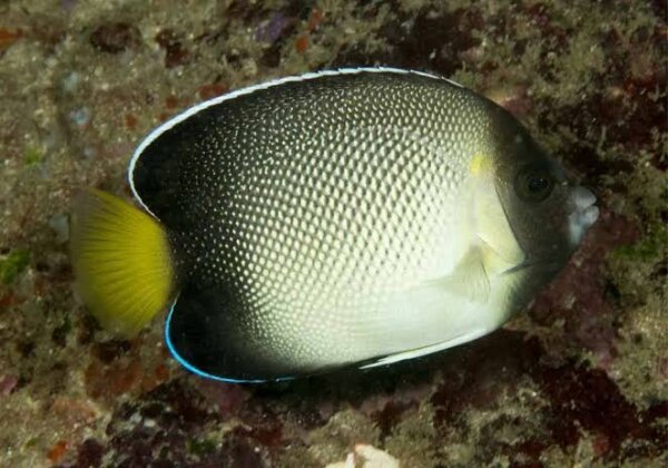 Indischer Rauchglas Kaiserfisch / Apolemichthys xanthurus