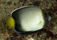 Indischer Rauchglas Kaiserfisch / Apolemichthys xanthurus