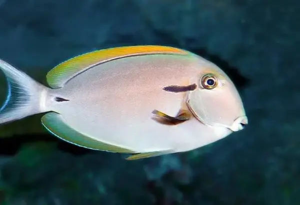 Achselklappen Doktorfisch / Acanthurus nigricauda