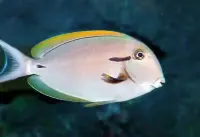 Achselklappen Doktorfisch / Acanthurus nigricauda
