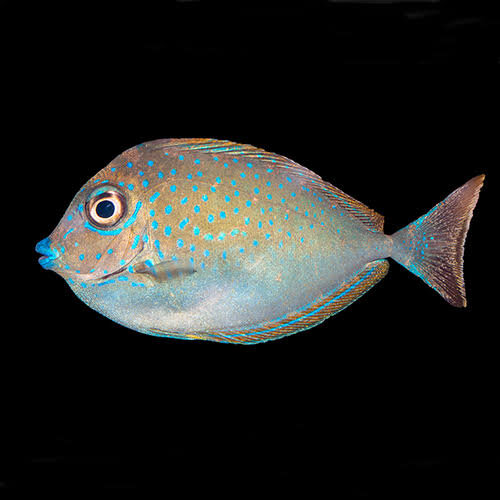 Masken Nasendoktorfisch / Naso vlamingii