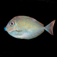 Masken Nasendoktorfisch / Naso vlamingii