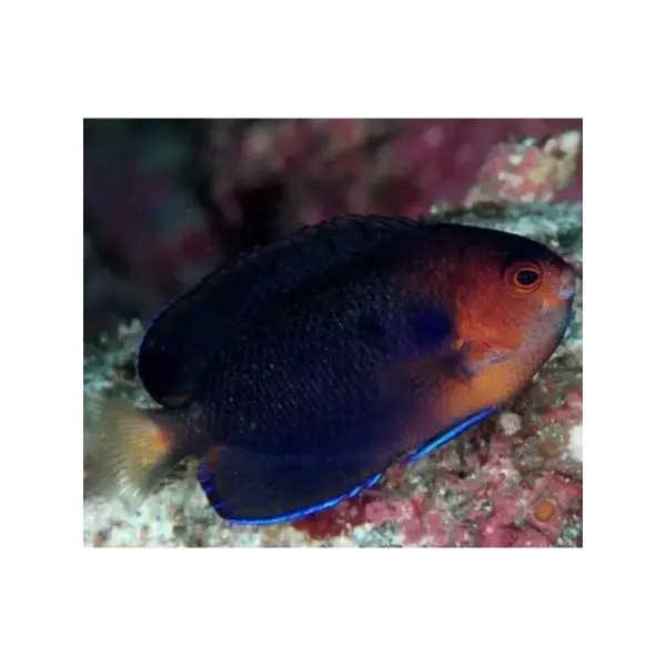 Weißschwanz Zwergkaiserfisch / Centropyge flavicauda
