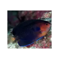 Weißschwanz Zwergkaiserfisch / Centropyge flavicauda