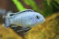 Eisblauer Maulbrüter / Pseudotropheus socolofi