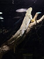 Iguana iguana / Grüner Leguan