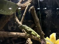 Iguana iguana / Grüner Leguan
