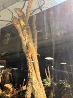 Iguana iguana / Grüner Leguan