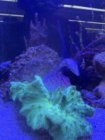 Amblycirrhitus pinos / Karibischer Korallenwächter