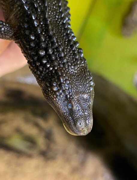 Borneo Taubwaran / Lanthanotus borneensis