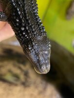 Borneo Taubwaran / Lanthanotus borneensis