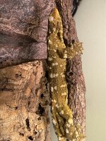 Neukaledonischer Riesengecko / Rhacodactylus leachianus