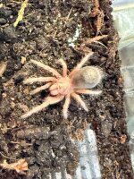 Grammostola rosea / Rote Chile Vogelspinne