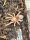Grammostola rosea / Rote Chile Vogelspinne