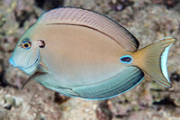 Kreisdorn Doktorfisch / Acanthurus tennentii