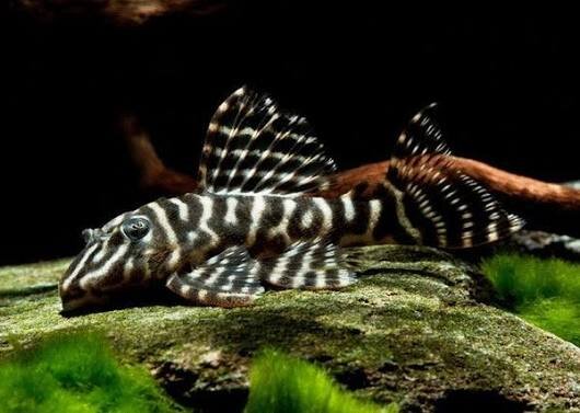 L-129 Hypancistrus debilittera Striped Pleco