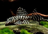 L-129 Hypancistrus debilittera Striped Pleco