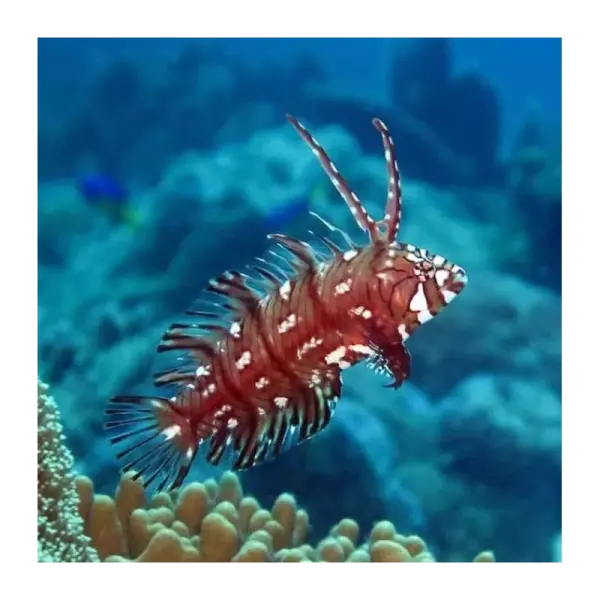 Bäumchen Lippfisch / Novaculichthys taeniourus
