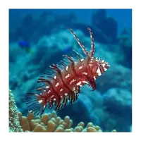 Bäumchen Lippfisch / Novaculichthys taeniourus
