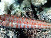 Rotpunkt Schleimfisch / Blenniella chrysosilos