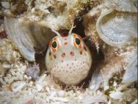 Rotpunkt Schleimfisch / Blenniella chrysosilos