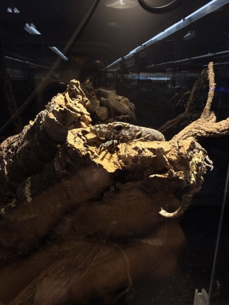 Blauschwanzwaran / Varanus doreanus "Jayapura"