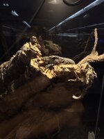 Blauschwanzwaran / Varanus doreanus "Jayapura"