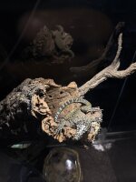 Blauschwanzwaran / Varanus doreanus "Jayapura"