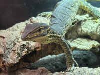 Arguswaran / Varanus panoptes horni