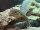 Arguswaran / Varanus panoptes horni