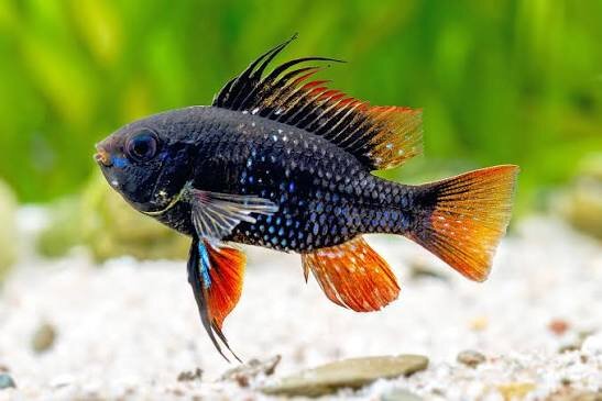 Schmetterlingsbuntbarsch Black  / Microgeophagus ramirezi black