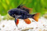 Schmetterlingsbuntbarsch Black  / Microgeophagus ramirezi...