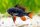 Schmetterlingsbuntbarsch Black  / Microgeophagus ramirezi black