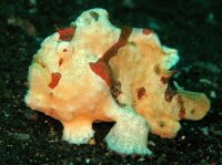 Warzen-Anglerfisch zweifarbig / Antennarius maculatus