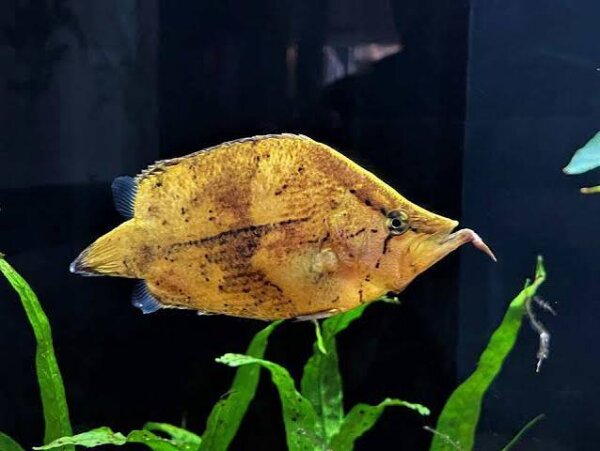 Blattfisch / Monocirrhus polyacanthus